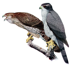 Northern Goshawk